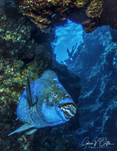 Midnight Parrotfish in the caverns of Snapper Hole in Gra... by Glenn Ostle 